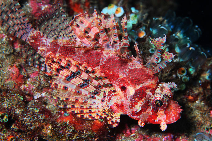 Shortfin Turkeyfish - Kurzflossen-Zwergfeuerfisch - Dendrochirus  brachypterus