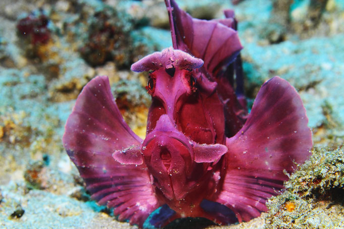 Eschmeyer's scorpionfish - Eschmeyer's Drachenkopf - Rhinopias eschmeyeri