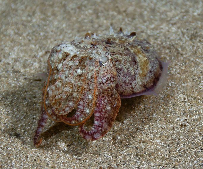 Sepia officinalis - Gewöhnlicher Tintenfisch