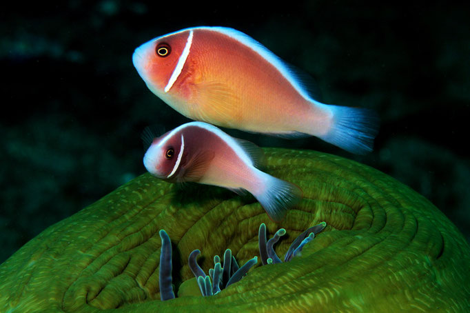 Skunk clownfish - Weißrücken-Clownfisch - Amphiprion akallopisos 