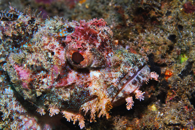 Tasseled Scorpionfish - Bärtiger-Drachenkopf - Scorpaenopsis oxycephala