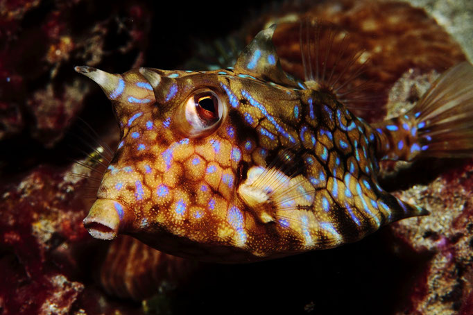 thornback cowfish - Dornrücken-Kofferfisch - Lactoria fornasini