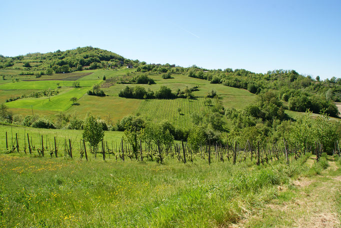Vigneto antico