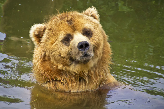 Bär