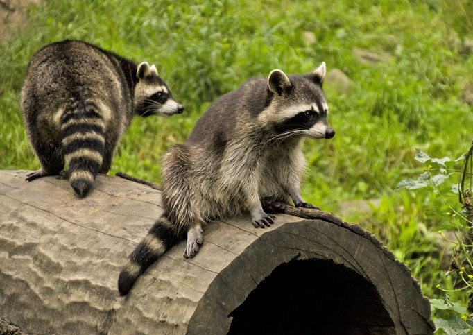 Waschbären