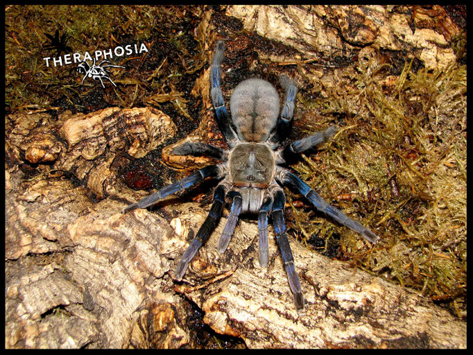 0.1 Haplopelma lividum