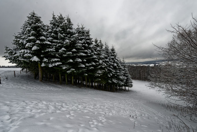 Schwäbischer Wald im Winter 2021 beim Schneeschuhwandern