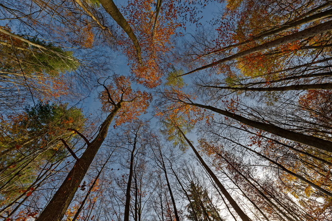 Herbstwald von unten