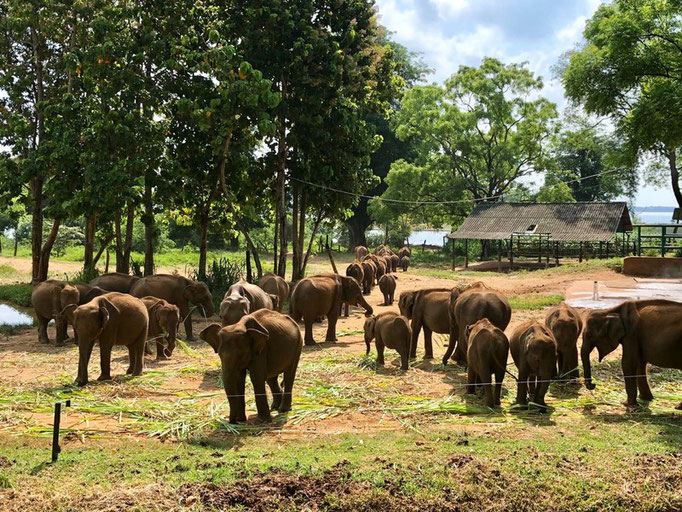 Udawalawe Elephant Transit Home
