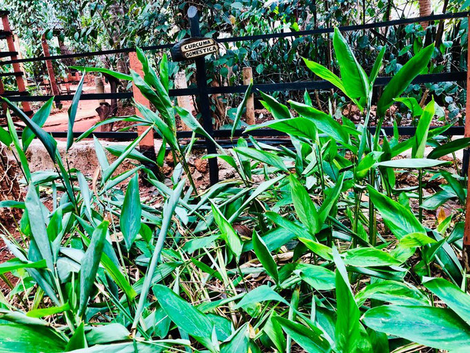 Besuch Kräutergarten und Teeplantage