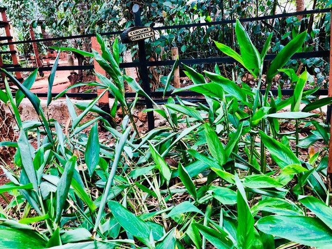 Besuch Kräutergarten und Teeplantage