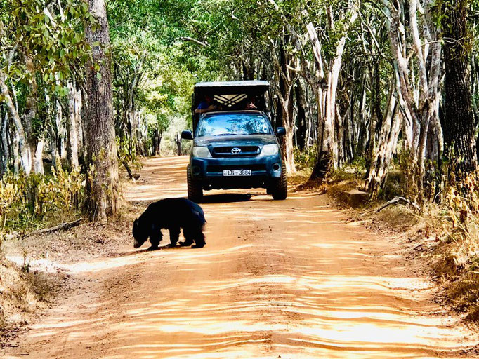 Jeep-Safari Udawalawe Nationalpark