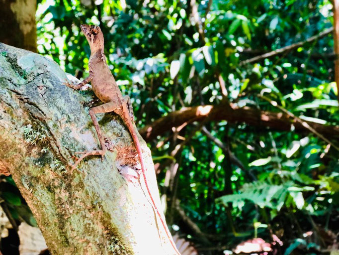 Dschungel-Safari im Sinharaja-Nationalpark