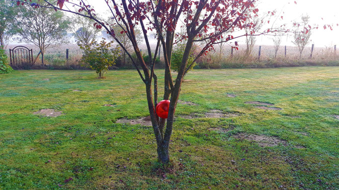 28.08. rote Kugel - roter Baum