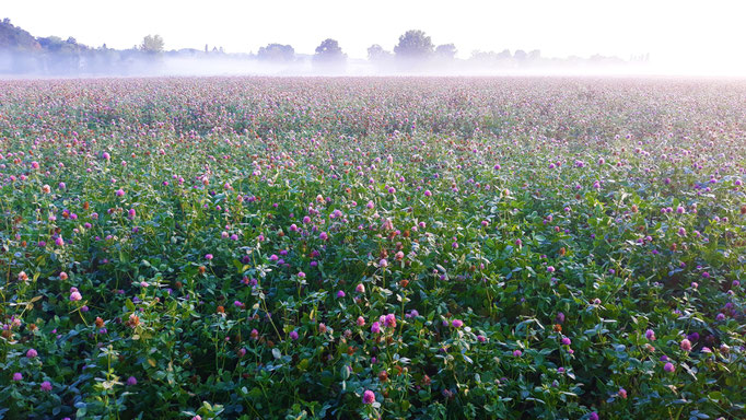 28.08. Auf dem nachbarlichen Bio-Feld blüht der rote Klee