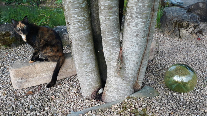 17.08.Stillleben mit Katze und Kugel