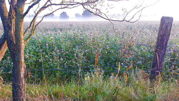 28.08. Auf dem nachbarlichen Bio-Feld blüht der rote Klee