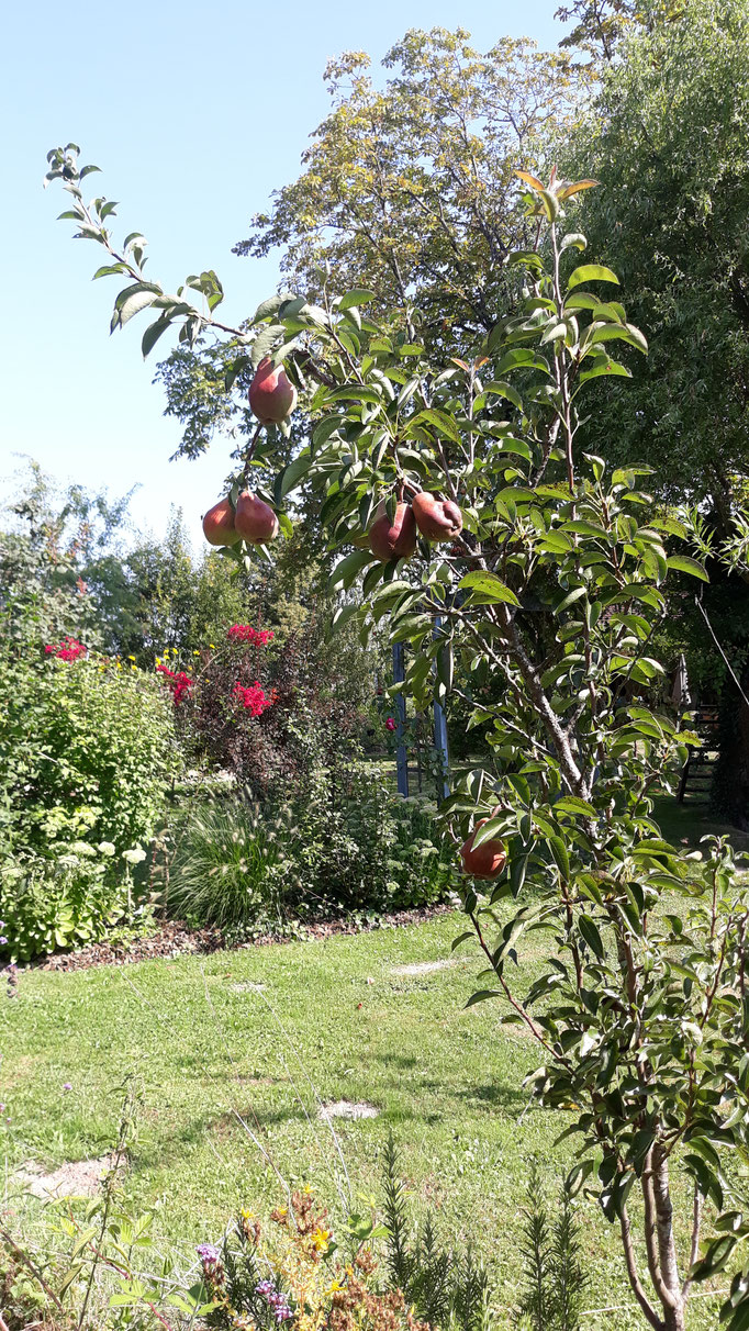 23.08. Der Birnenbaum trägt das erste Mal richtig Früchte, die auch ausreifen