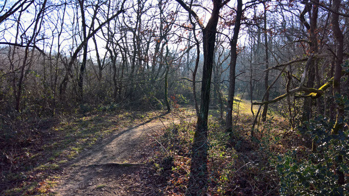 Auch durch lichten Wald führen Wege