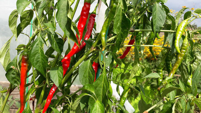 30.08. Piment d'Espelette - Baskischer Chili