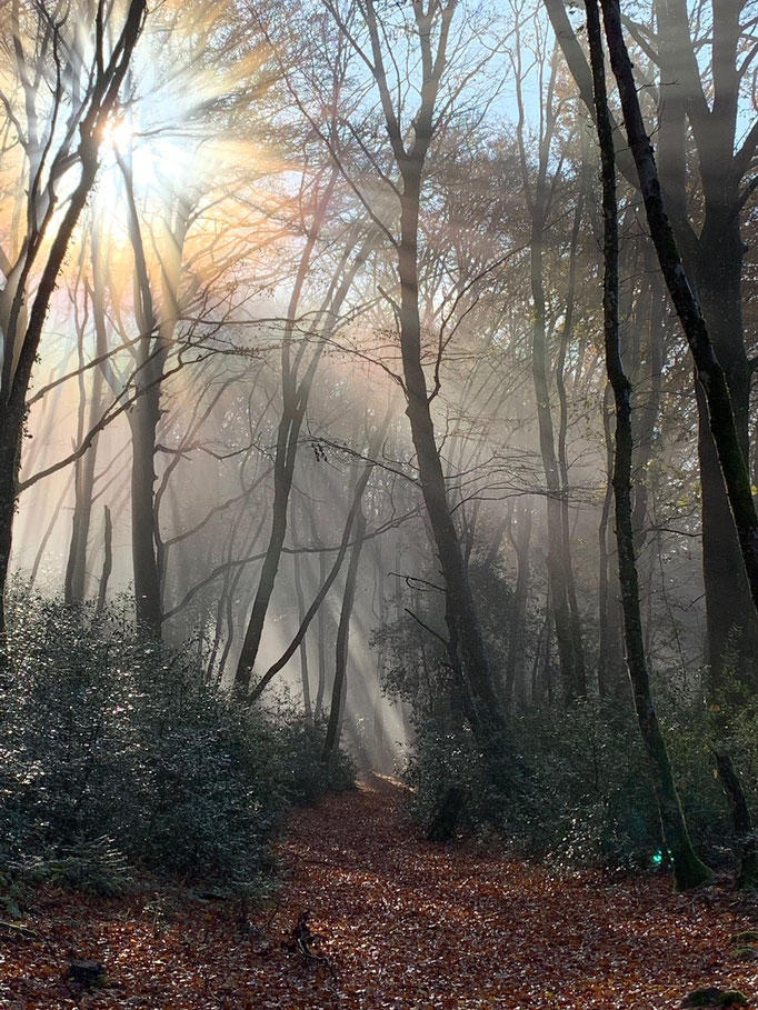 Stefanis Ausflug in den Wald bei Bibracte