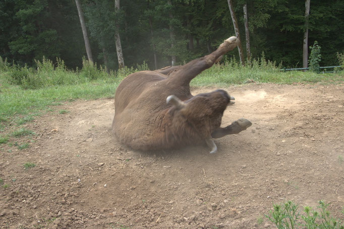 Wanderung in den Wildpark Hundshaupten