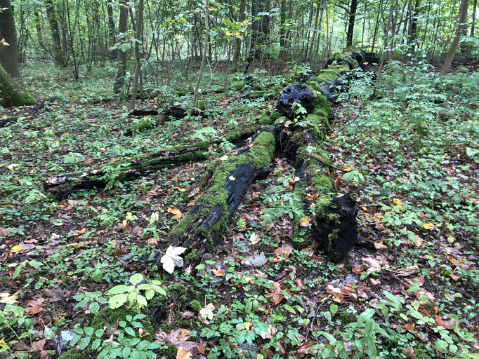 Fuß eines Urzeitvogels? - Ort: Wald bei Großhansdorf - Foto: Gerd Jürgen Hanebeck