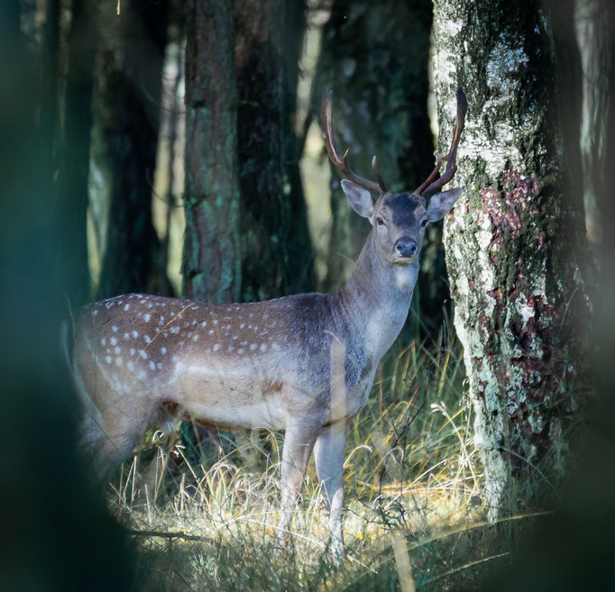 Damhirsch - Ort: Duvenstedter Brook - Foto: Benjamin Trede