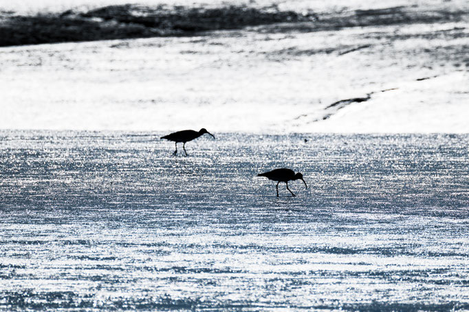 Große Brachvögel im Watt - Foto: Sabrina Hopp