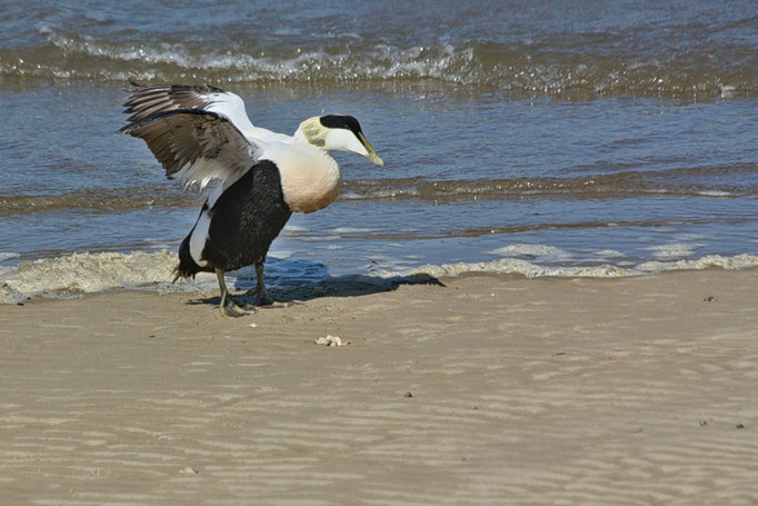 Eine Eiderente beim Yoga auf Nordstrand - Foto: Marina Staniek