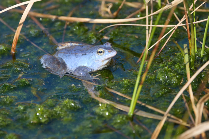 Moorfrosch im Himmelmoor - Foto: Pertti Raunto