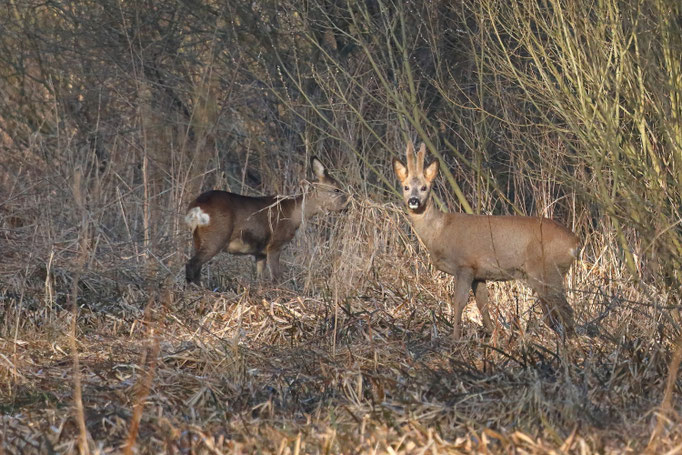 Rehe in der Morgensonne - Ort: Neuwiedenthal - Foto: Uta Svensson