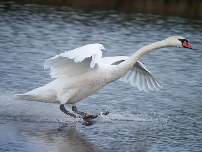 Wasserski im Brennermoor - Foto: Dirk Heindorf