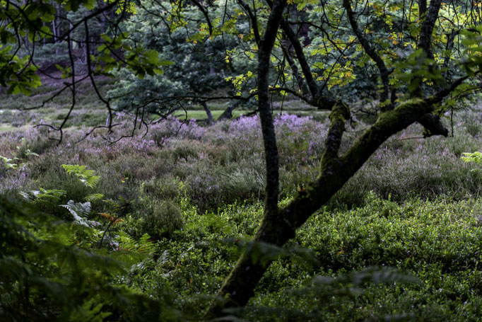Fischbeker Heide - Foto: Gesche Andresen
