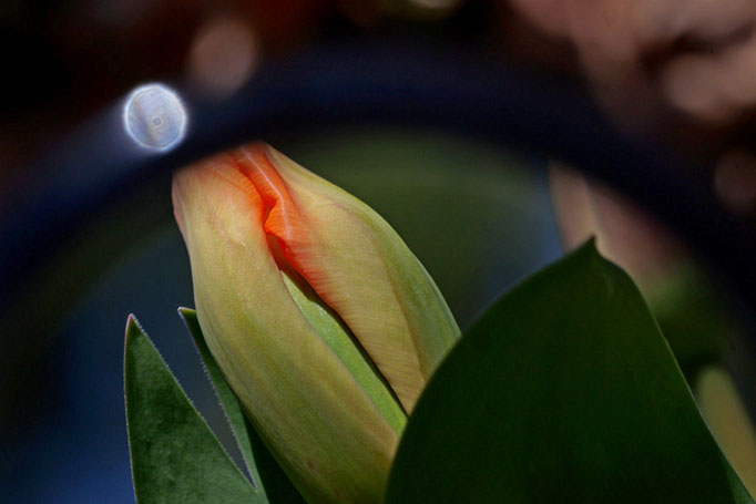 Den Spiegel im Fokus - Foto: Karl-Horst Fricke