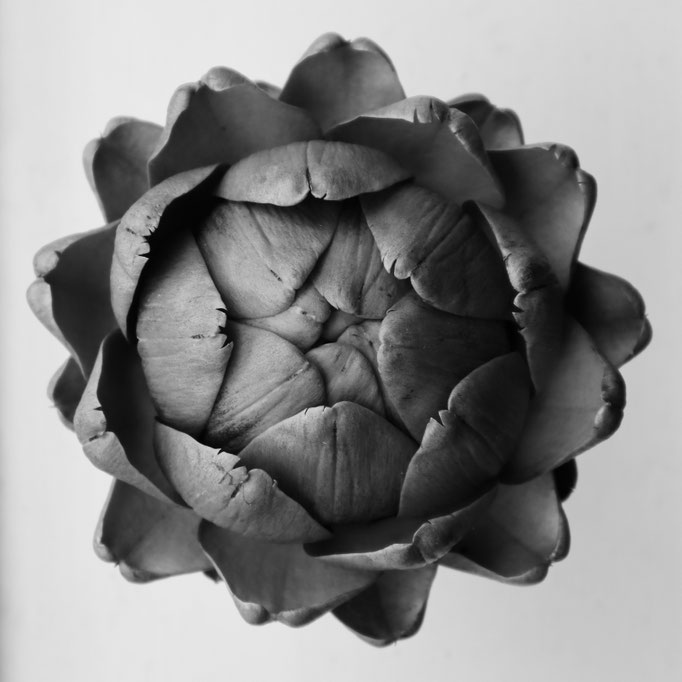 Schlichte Schönheit (Artischocke) - Foto: Hans Jeikowski