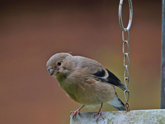 Gimpeljungvogel - Ort: Buchholz - Foto: Karl-Horst Fricke