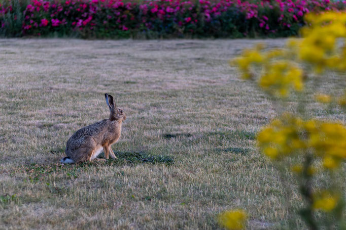 Abendlicher Besucher - Ort: Kühlungsborn - Foto: Andreas Spott