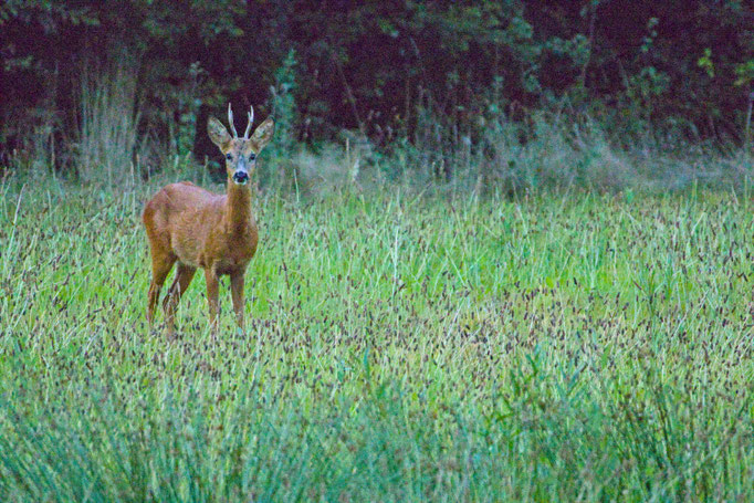 Glück beim ersten Spaziergang - Ort: Tremelo-Belgien - Foto: Lino Laurent