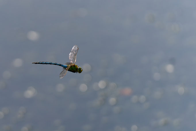 schimmender Kunstflieger - Ort: Himmelmoor - Foto: Riccardo Zschau