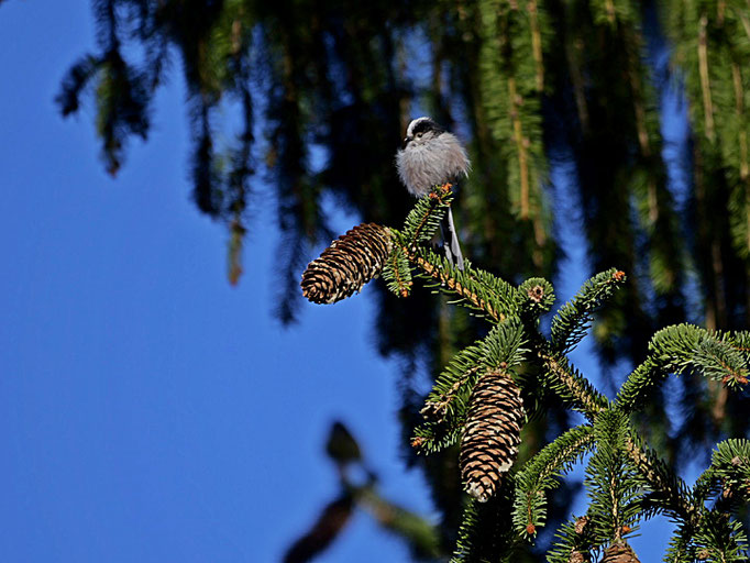 Flauschiges Leichtgewicht - Foto: Karl-Horst Fricke