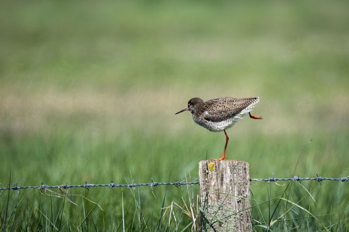 Einmal Austreten - Ort: Westerhever - Foto: Holger Tobuschat