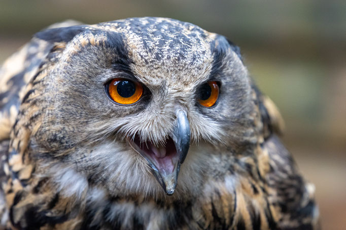 Ort: Vogelpark Walsrode - Foto: Andreas Spott