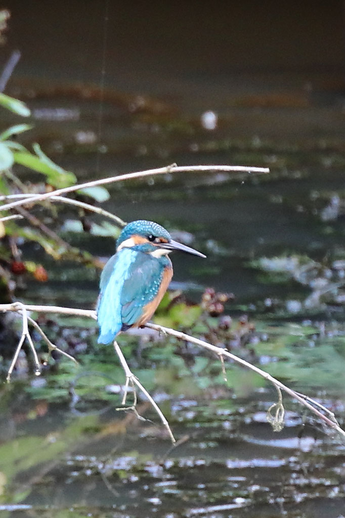 Eisvogel - Ort: Kreetortteich Neuwiedenthal - Foto: Volker Svensson