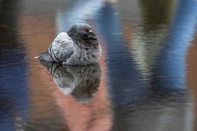 Taube vor Passanten vor Elphi - Foto: Andreas Spott