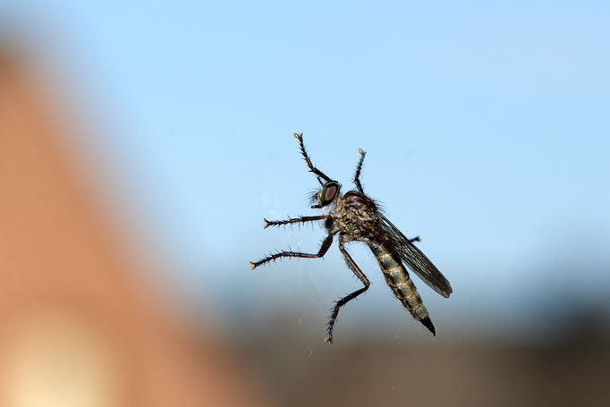 Raubfliege auf dem Fenster, geblitzt - Foto: Pertti Raunto