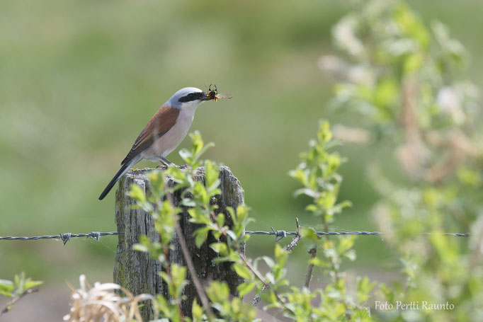 Neuntöter - Ort: Steinhuder Meer - Foto: Pertti Raunto