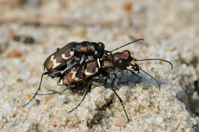 Fest im Griff (Dünen-Sandlaufkäfer) - Ort: Winsener Marsch - Foto: Hans Jeikowski