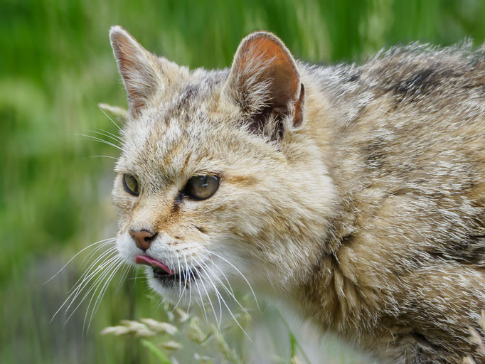 Harzer Wildkatze - Ort: Bad Harzburg - Foto: Dirk Heindorf
