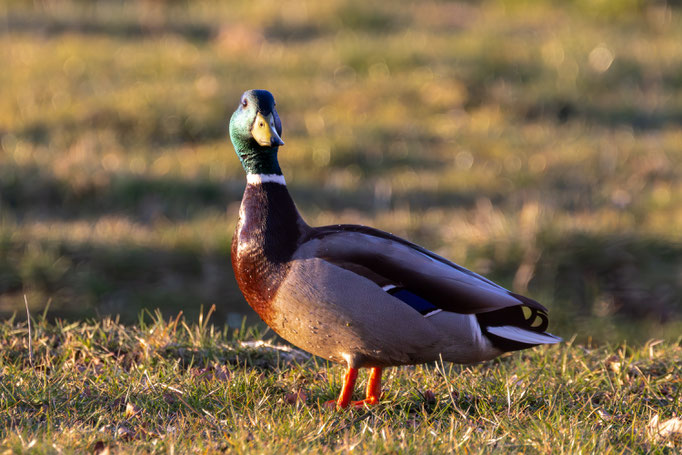 Foto: Andreas Spott